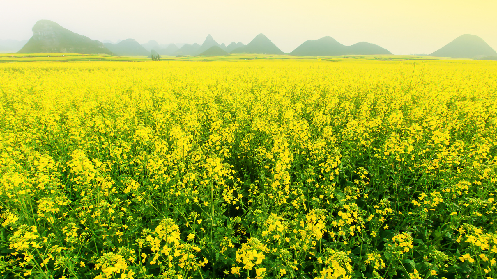 Scenery Yellow Mustard Flowers Fields in Full Bloom.